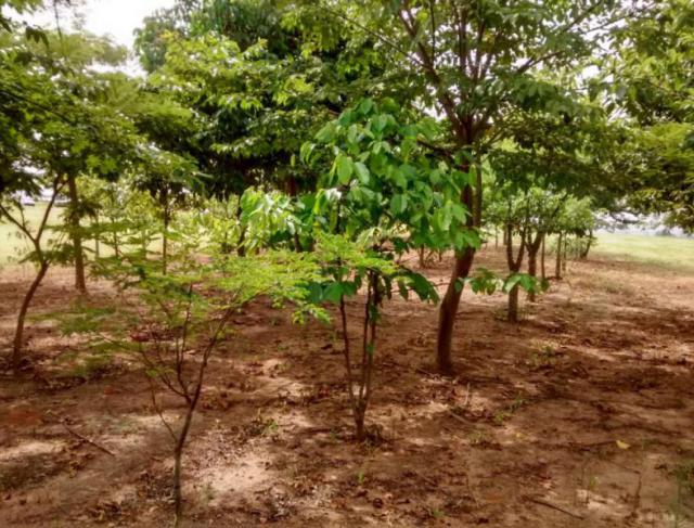 Revegetação: Como restaurar a área afetada pela construção